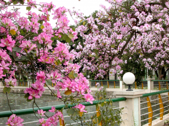 春花烂漫