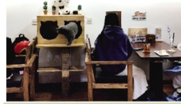 【南国早报】一手吃饭，一手撸猫 你觉得这样卫生吗